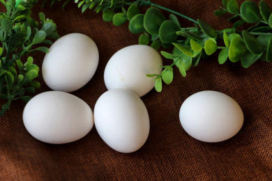 白色蛋壳的土鸡蛋