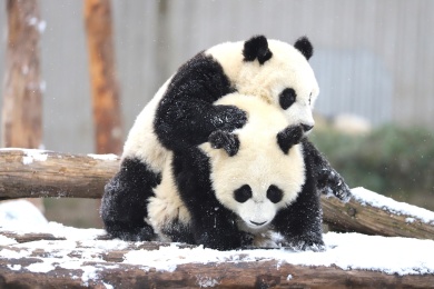 小团子们在雪中玩耍