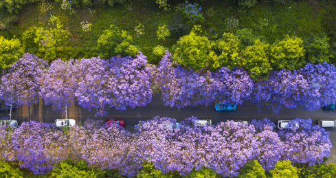 云南省昆明市校场中路蓝花楹街景