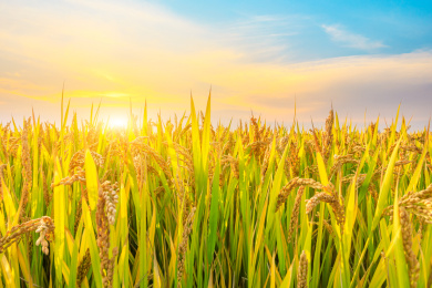 秋天农场里成熟的水稻和自然景观