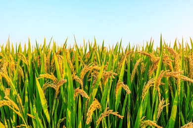 白天种植园里成熟的水稻自然风光