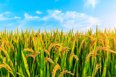 白天种植园里成熟的水稻自然风光