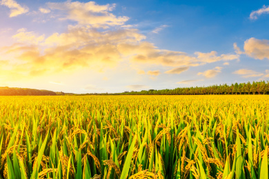 秋天农场里成熟的水稻和自然景观