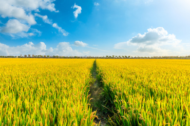 白天田园成熟的水稻和美丽的自然风光