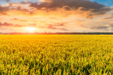 秋天农场里成熟的水稻和自然景观
