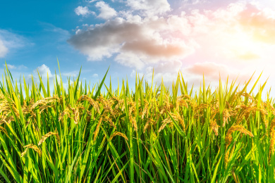 秋天农场里成熟的水稻和自然景观