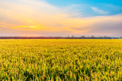 秋天农场里成熟的水稻和自然景观