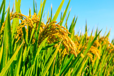 清晨农田里成熟的水稻和自然