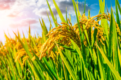 秋天农场里成熟的水稻和自然景观