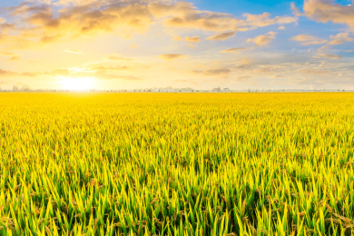 秋天农场里成熟的水稻和自然景观