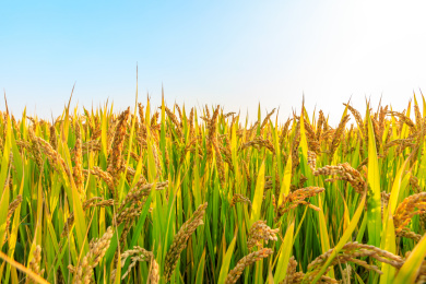 清晨农田里成熟的水稻和自然