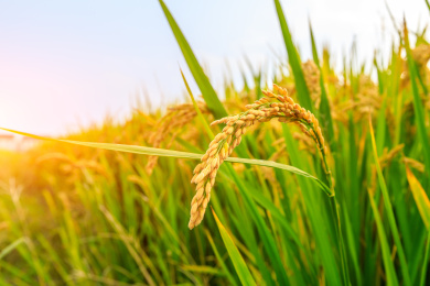 白天种植园里成熟的水稻自然风光