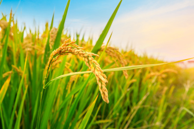 白天种植园里成熟的水稻自然风光