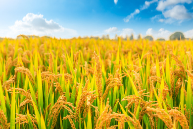 白天种植园里成熟的水稻自然风光