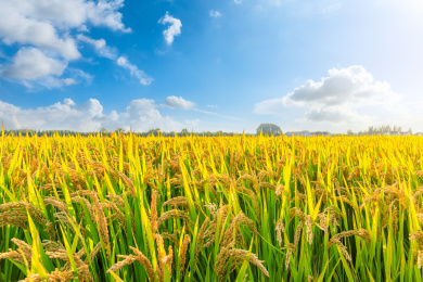 白天种植园里成熟的水稻自然风光