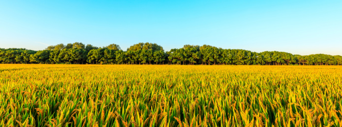 清晨农田里成熟的水稻和自然