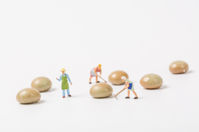 白色背景上种植豆子的小人