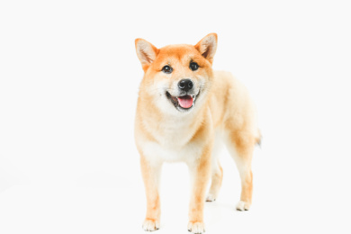 宠物狗柴犬全身