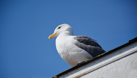 屋檐上的一只黑背鸥