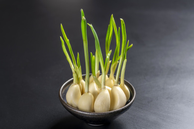保健蔬菜水培蒜苗特写