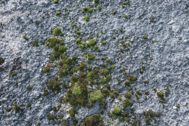 墙面上的青苔纹理背景