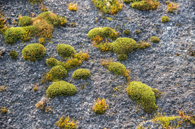 墙面上的青苔纹理背景