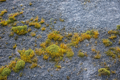 墙面上的青苔纹理背景