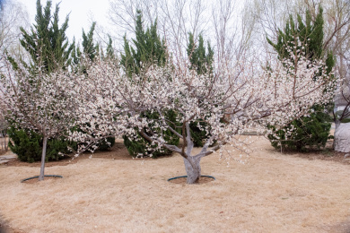 初春时节的白梅树 红色
