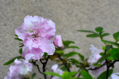 粉色渐变西洋杜鹃滇玉特写