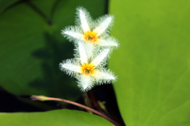 公园里盛开的五星型金银莲花
