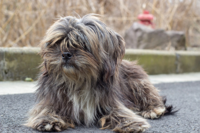 长毛流浪狗 动物 狗