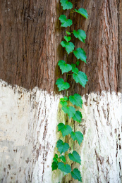 松树上攀爬的藤本植物爬山虎