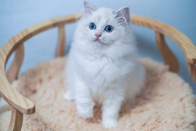 可爱的布偶猫 猫 可爱