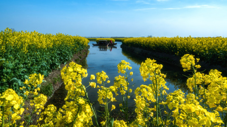 中国江苏泰州兴化垛田春天盛开的油菜花