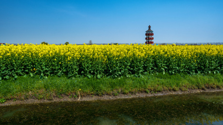 中国江苏泰州兴化垛田春天盛开的油菜花