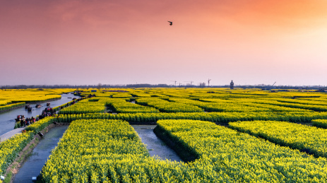 中国江苏泰州兴化垛田春天盛开的油菜花