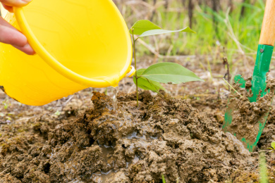 植树节种树给树苗浇水