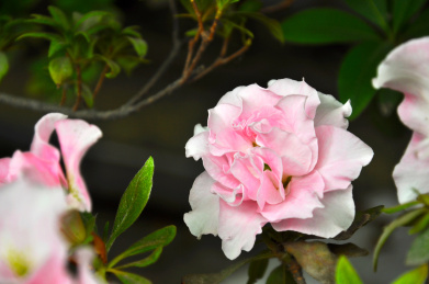 粉色渐变西洋杜鹃花品种滇玉特写