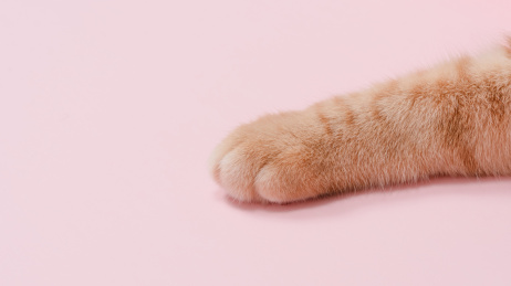 特写一只橘猫的爪子在粉色的背景上