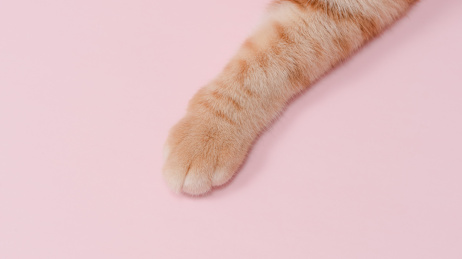 特写一只橘猫的爪子在粉色的背景上