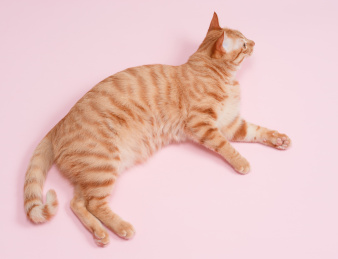 一只橘猫躺在粉色的背景上