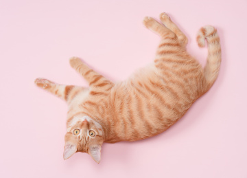 一只橘猫躺在粉色的背景上