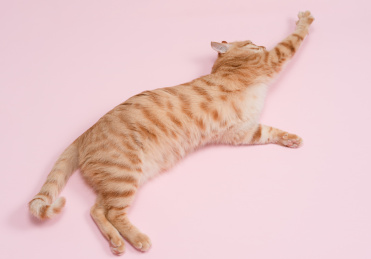 一只橘猫躺在粉色的背景上伸懒腰