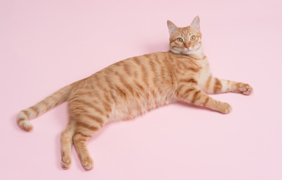 一只橘猫躺在粉色的背景上