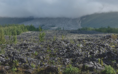 法属留尼旺海岸生长在凝固火山熔岩上的树苗
