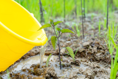 植树节给树苗浇水
