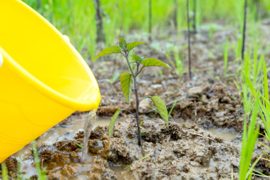 植树节给树苗浇水