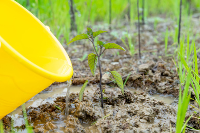 植树节给树苗浇水