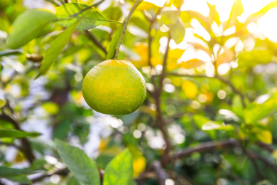 果园里成熟的橘子在晴朗的秋天