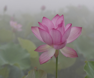 多重曝光的荷花